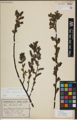 Foto von Salix myrsinifolia Salisb.